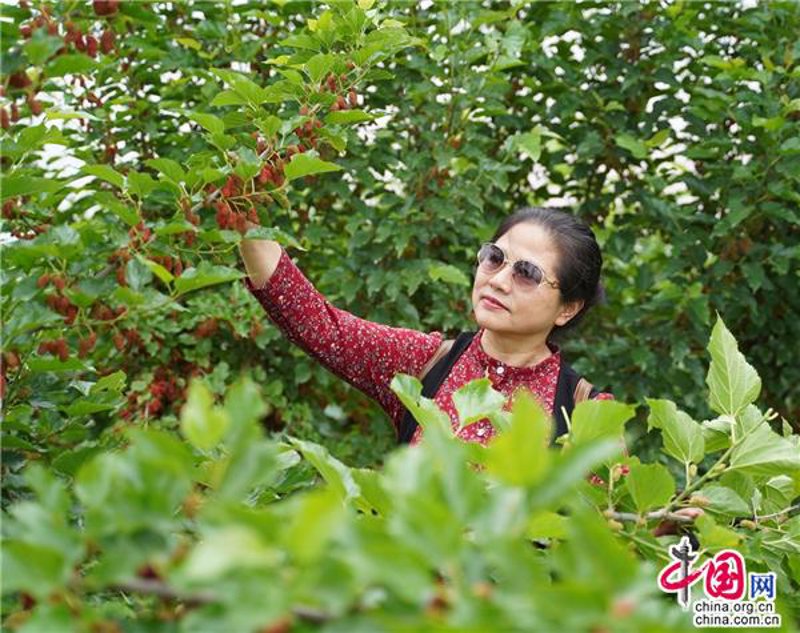 桑果酒的独特魅力与市场分析
